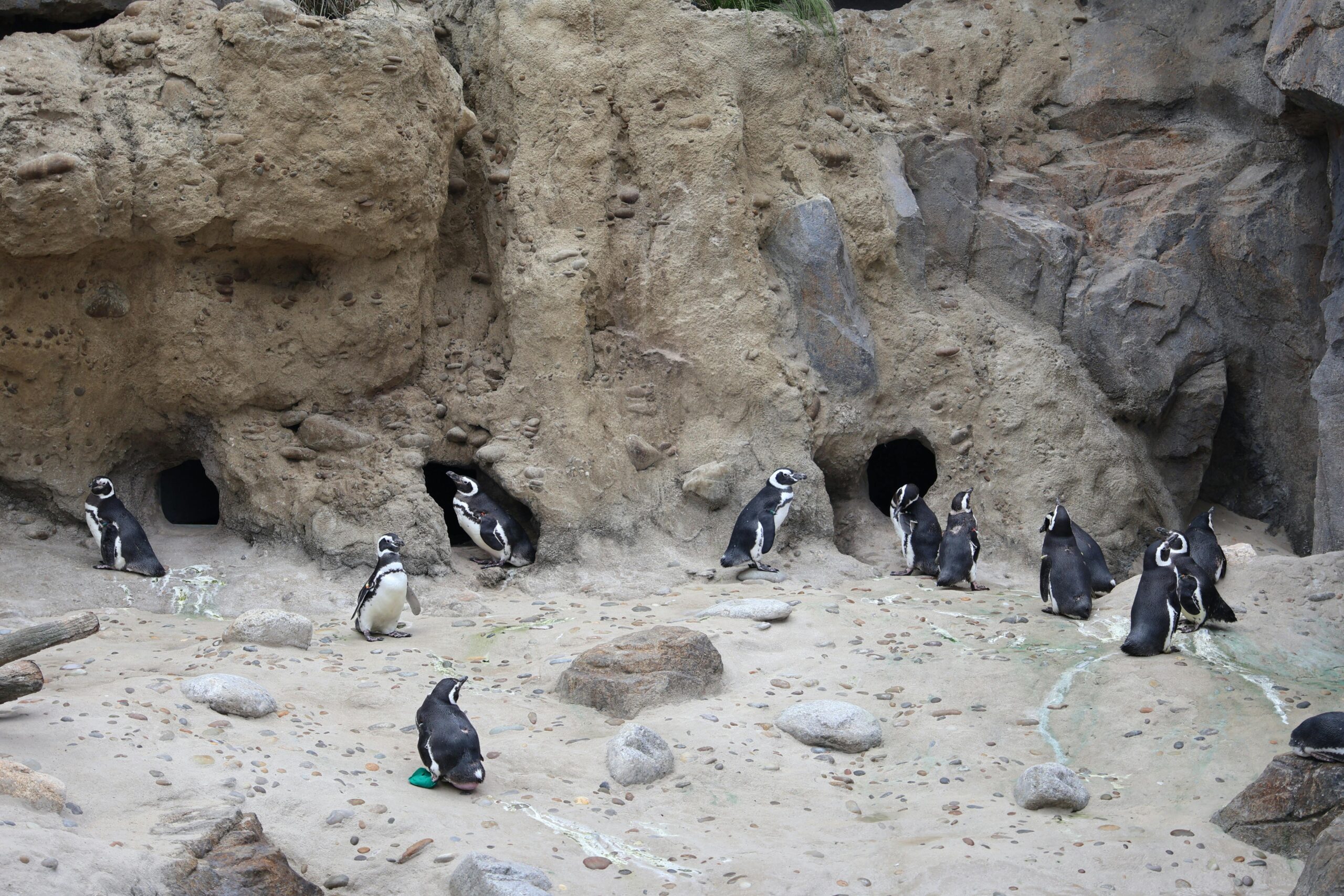 pexels photo 33918845 33918845 Group of Magellanic penguins nesting in rocky cave habitat at Lisbon Zoo.