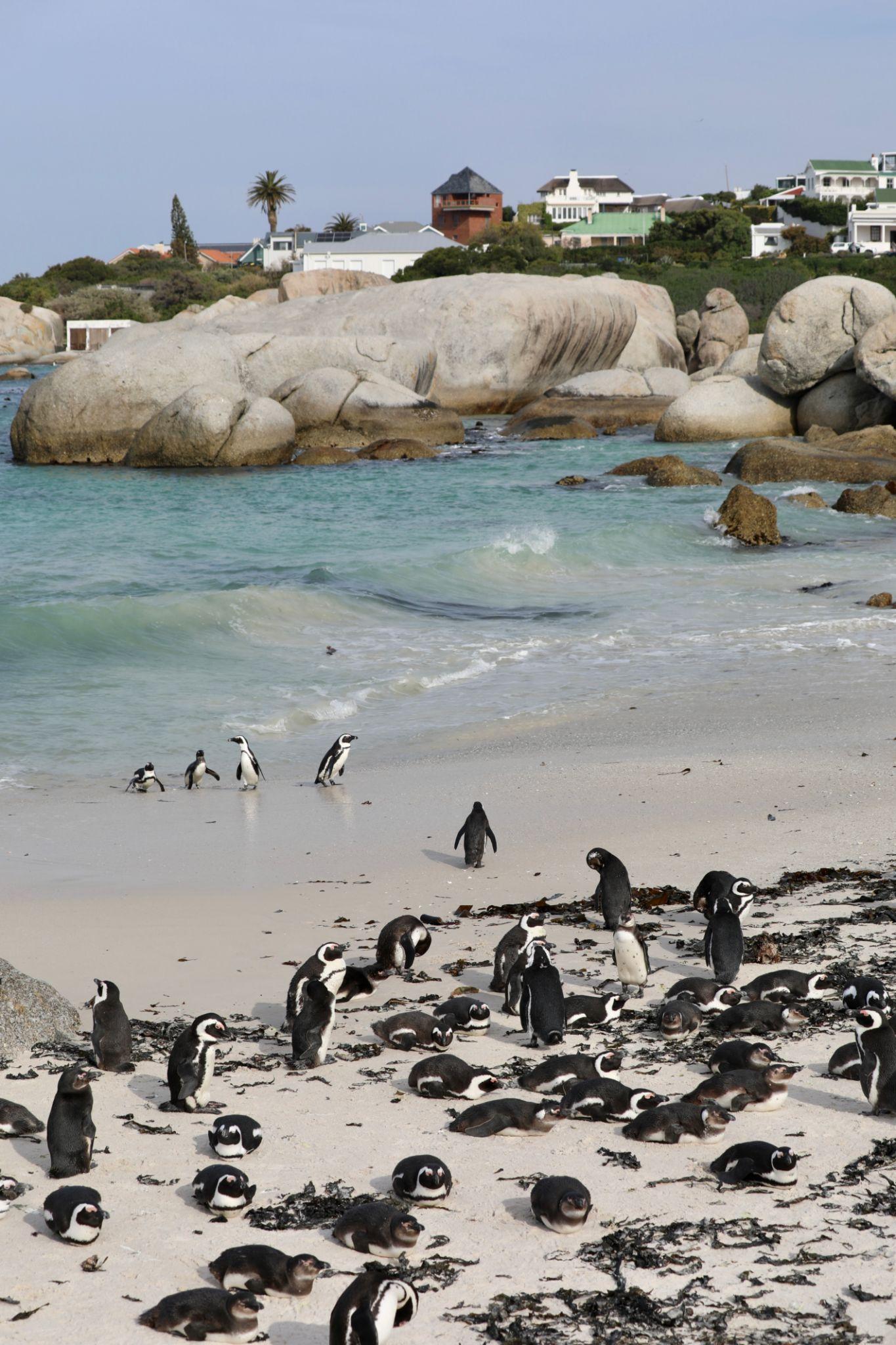 cape point tour – penguins, cape of good hope & chapman's peak cape point tour – penguins, cape of good hope & chapman's peak